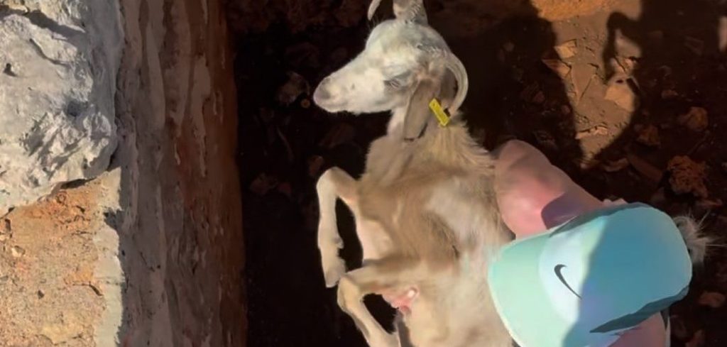 GOAT helps goat: Demi Vollering redt geitje tijdens vakantie in Griekenland