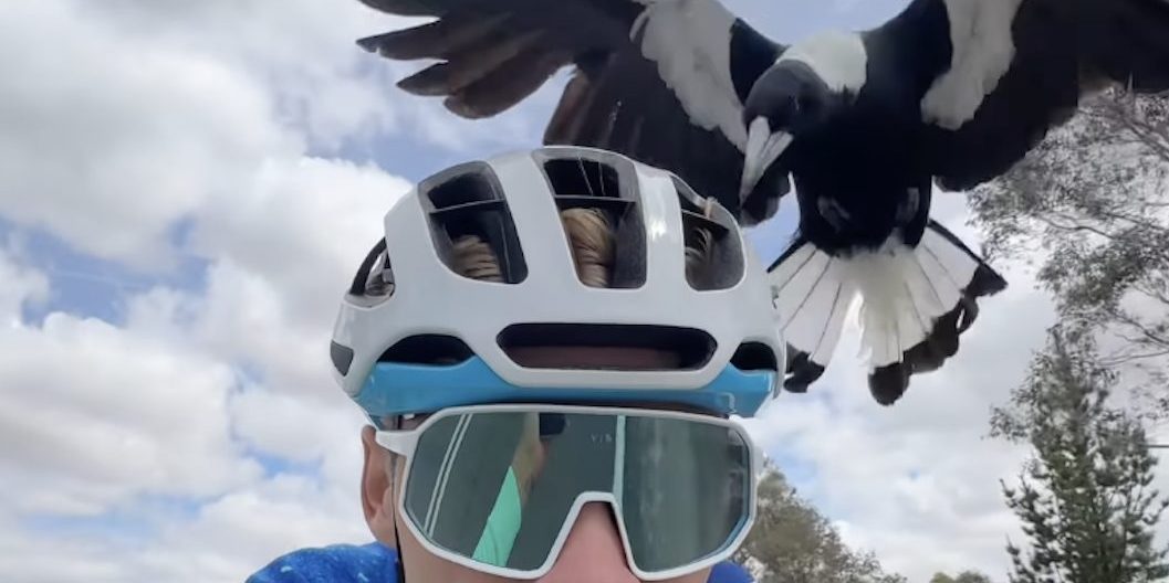 Oscar Chamberlain tijdens training in Australië aangevallen door boze vogel